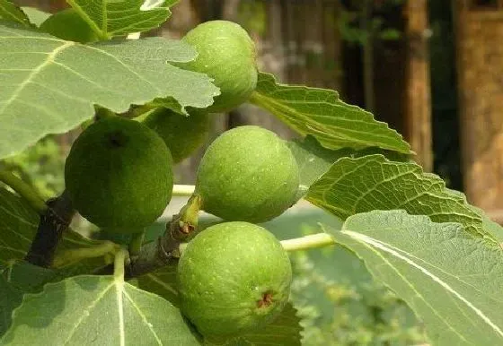 种植管理|无花果几年结果实 种植多久才能开花挂果