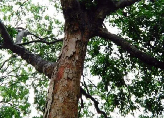 种植位置|黄花梨适合种在什么地方 适合在哪里生长