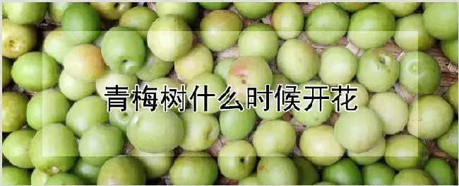 青梅树什么时候开花 | 农业技术