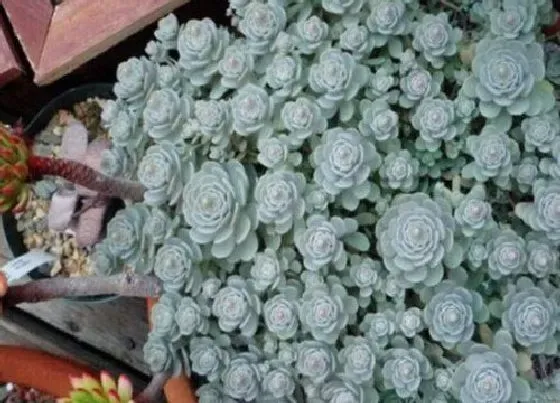 植物繁殖|子持莲华怎么繁殖方法和注意事项