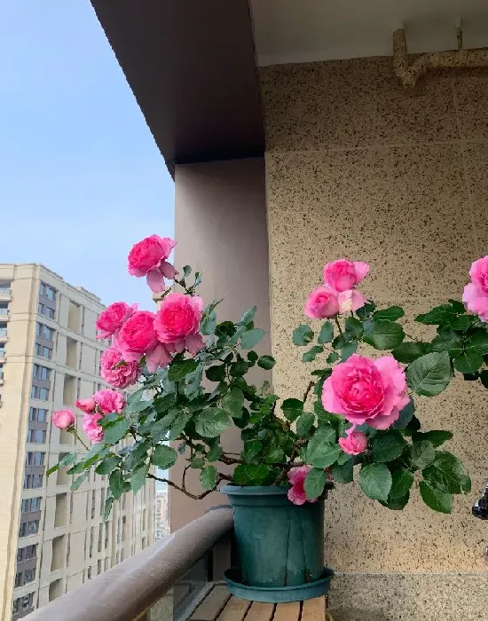 植物百科|牡丹月季优缺点（灌木伊芙伯爵耐热抗病好养的特点）