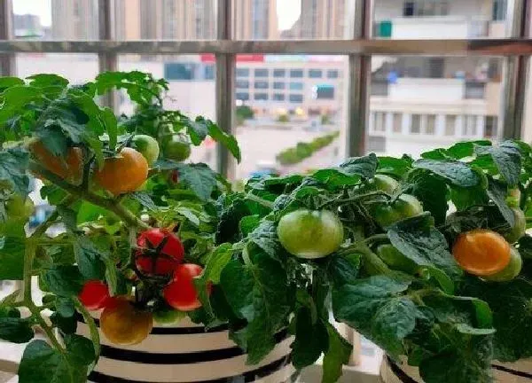 植物浇水|磷酸二氢钾可以浇西红柿吗