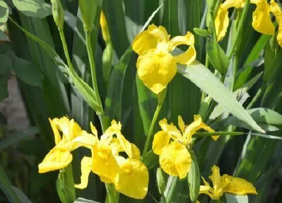 冬天植物|鸢尾耐寒耐冻吗 鸢尾花耐寒最低温度