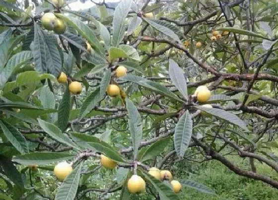 植物排行|枇杷树什么品种最好