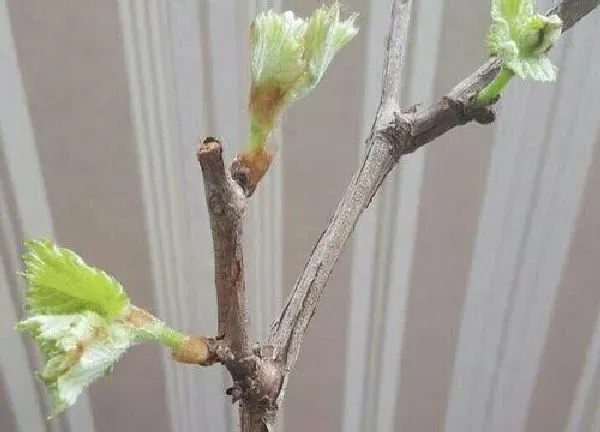 植物发芽|葡萄树什么时候发芽长叶
