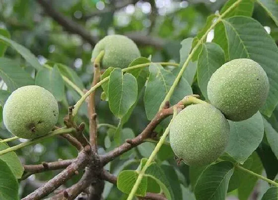 植物播种|核桃种子怎么种植