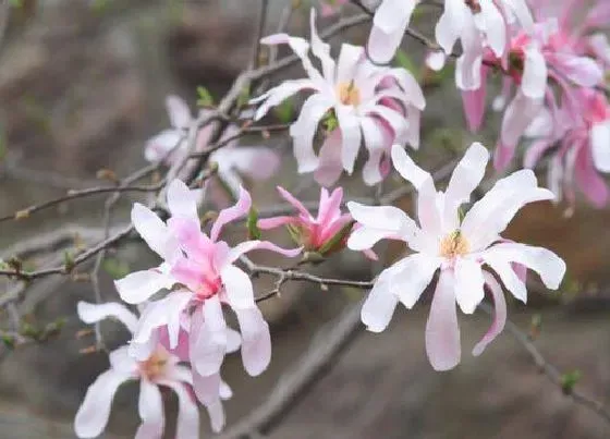 开花时间|玉兰树什么时候开花 花是什么颜色