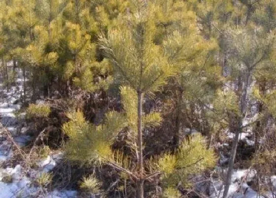 植物修剪|樟子松怎么修剪 修剪时间与方式方法