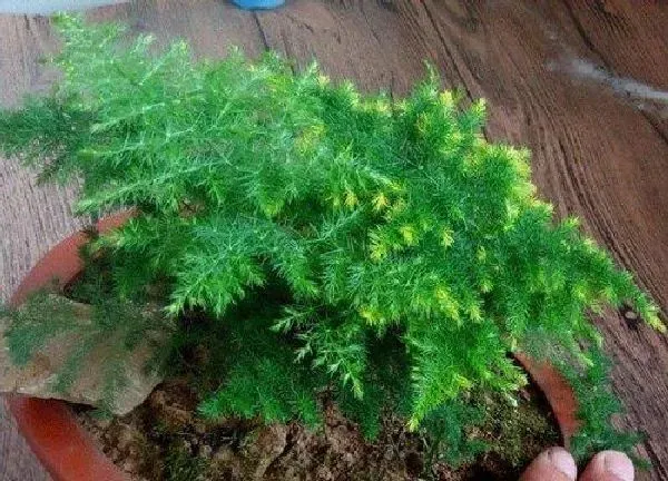 植物浇水|文竹夏天多久浇一次水