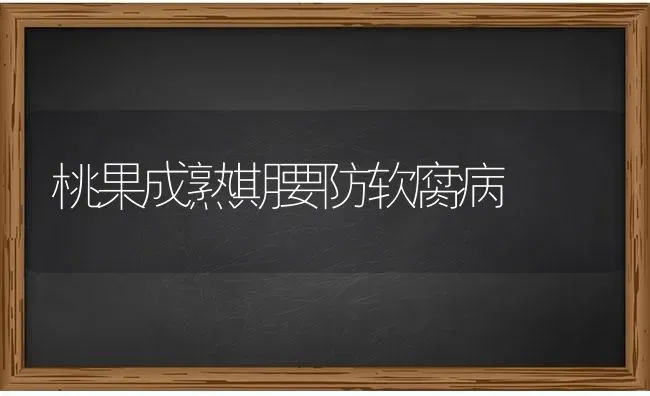 桃果成熟期要防软腐病 | 瓜果种植