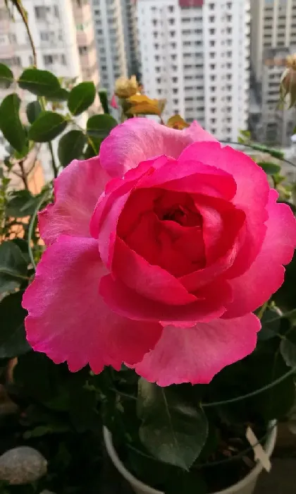 植物百科|牡丹月季优缺点（灌木伊芙伯爵耐热抗病好养的特点）