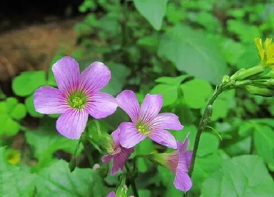 植物百科|四叶草会开花吗 开什么颜色的花