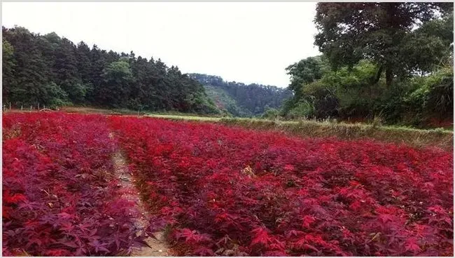 美国红枫育苗技术了解一下 | 种植技术