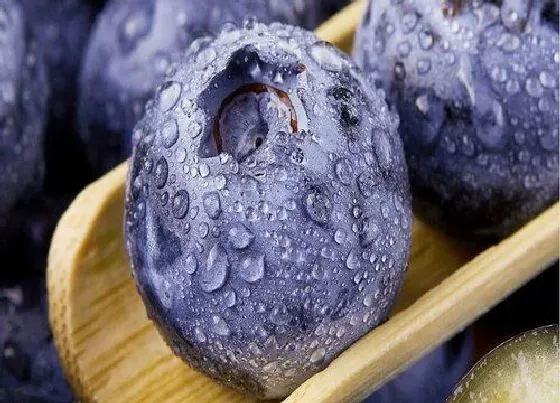 果实成熟|蓝莓是几月份的水果