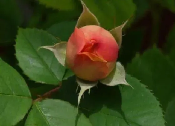 花朵|玫瑰花骨朵的样子 多久开花