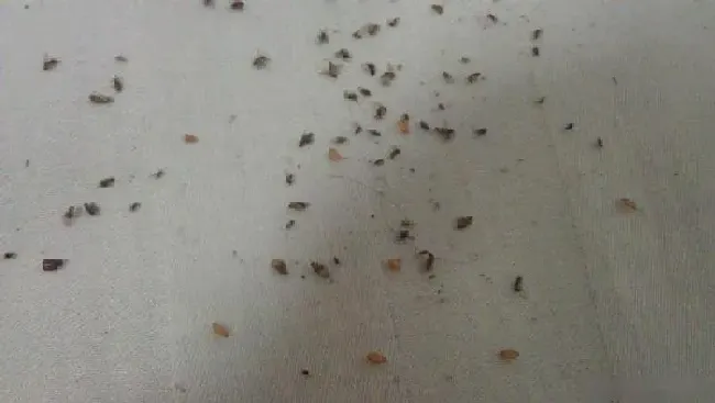 养殖科普|家里小飞虫怎么消灭小窍门（屋里很多小飞虫应该怎么处理）