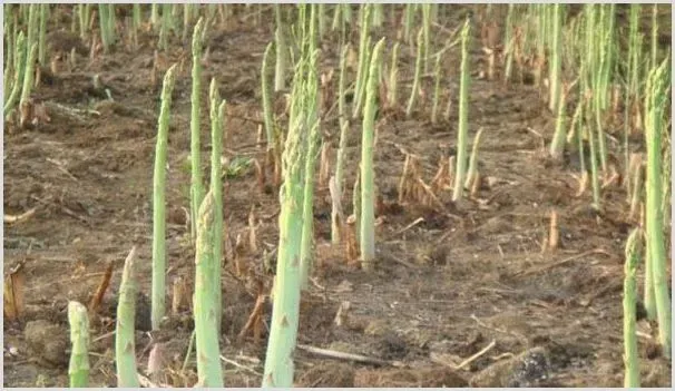 芦笋的产地和种植技术 | 养殖技术