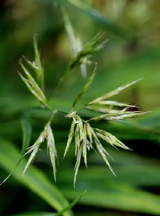 功效常识|知风草有什么作用及用途功效