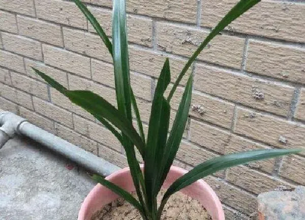 植物移栽|惠兰什么时候换盆好