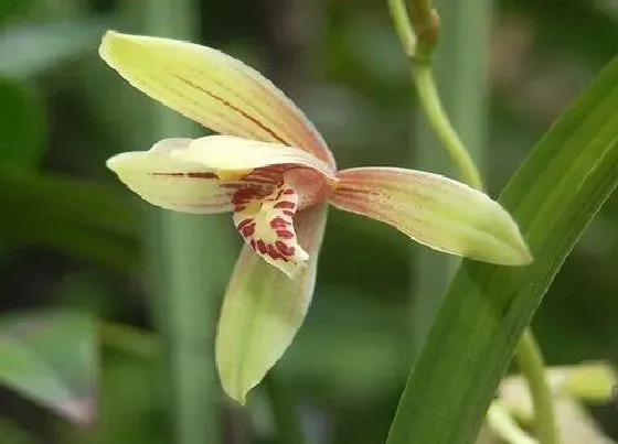 植物百科|兰花冬天开花吗 冬季室内养能开花吗