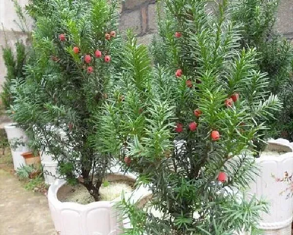 养殖方法|红豆杉花怎么养殖方法和注意事项