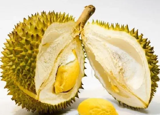 果实科普|榴莲一年四季都有吗 什么品种的榴莲好吃