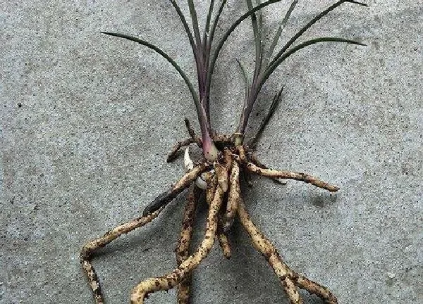 植物移栽|春兰什么时候换盆合适