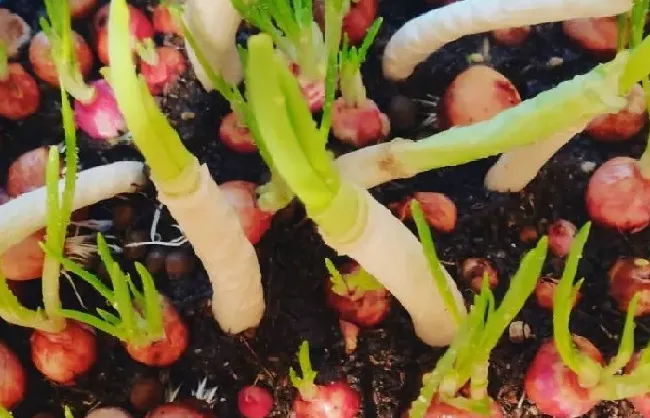 种植育种|四季小香葱种子怎么种植方法