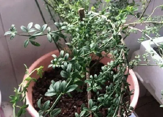 不开花|迎春花为什么不开花
