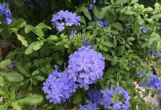 花卉百科|代表忧郁的花（花语象征着忧郁伤感的花卉及图片）