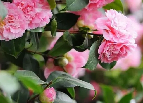 花卉趣闻|第一次送花给女生送什么花好 跟女生第一次见面送什么花