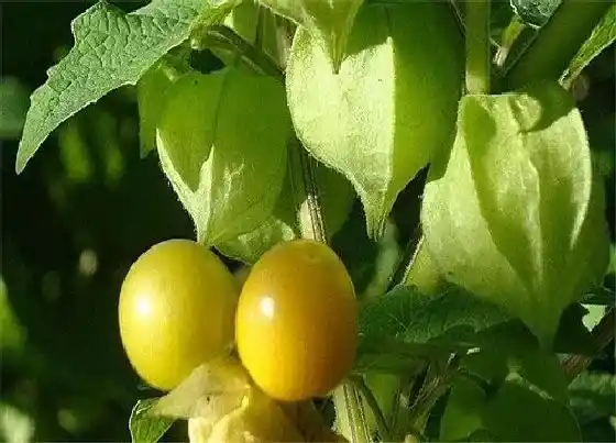 食用科普|姑娘果是热性还是凉性