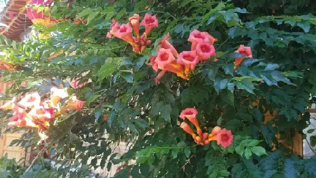 食用须知|凌霄花结果能吃吗