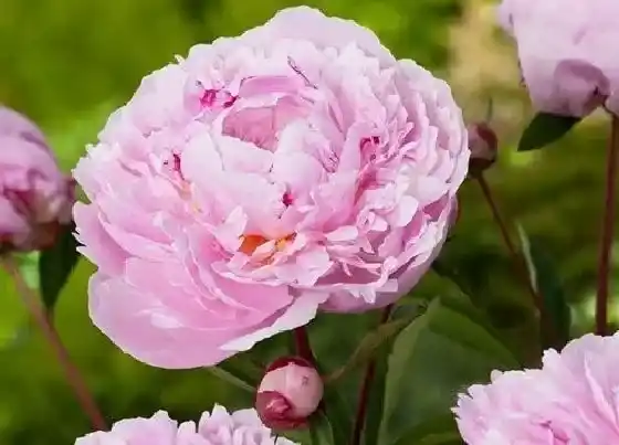 花语|什么花代表富贵吉祥