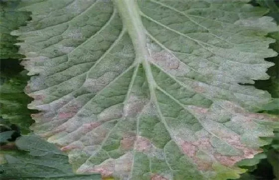 植物病害|娃娃菜病毒病症状与防治方法 用什么特效药好