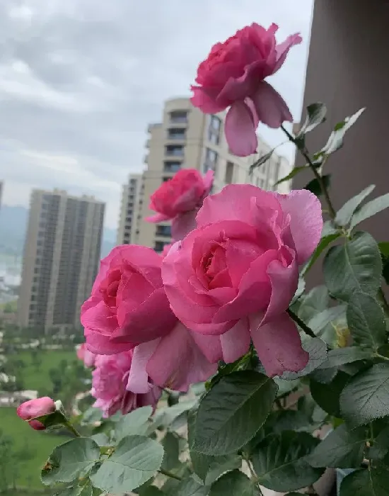 植物百科|牡丹月季优缺点（灌木伊芙伯爵耐热抗病好养的特点）