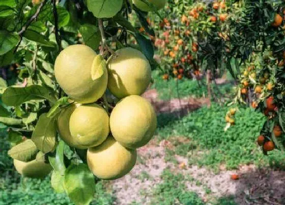 果实成熟|柚子什么季节成熟 属于几月份成熟的水果