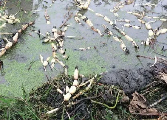 植物百科|莲藕是一年一种吗