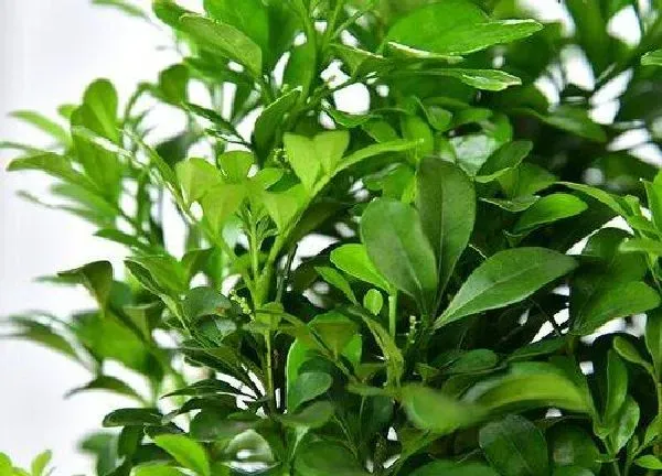 植物发芽|米兰什么时候发芽长叶