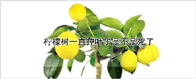 柠檬树一直掉叶子是不是死了 | 种植资料