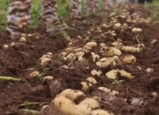 植物寓意|土豆开花预示着什么意思