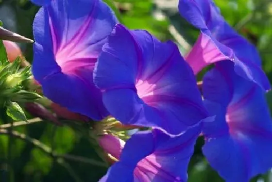 开花时间|牵牛花多长时间开花 养多久开花一次