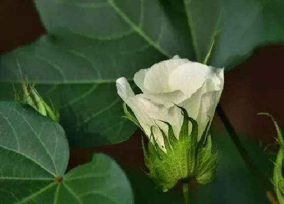 植物百科|棉花开花吗 开花什么样子