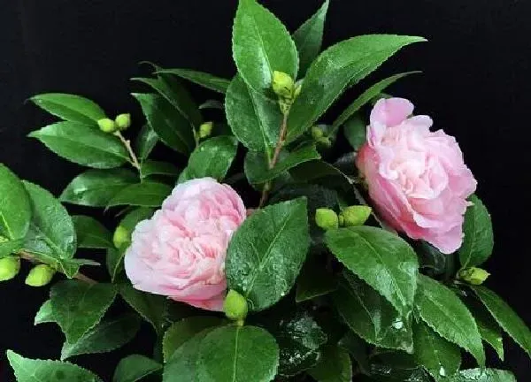 植物移栽|茶花苗上盆时间与养护方法