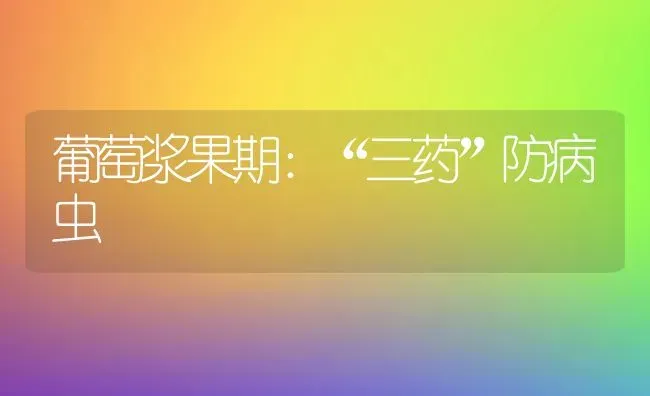 葡萄浆果期：“三药”防病虫 | 瓜果种植