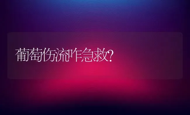 葡萄伤流咋急救？ | 瓜果种植
