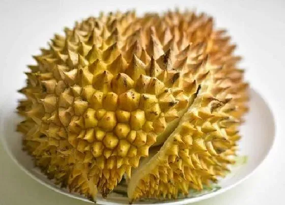 果实科普|榴莲一年四季都有吗 什么品种的榴莲好吃