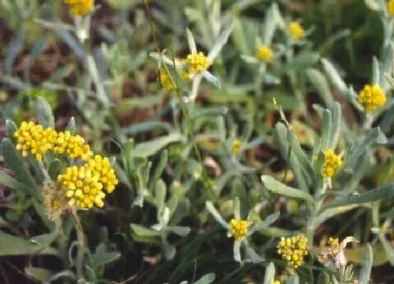 植物播种|清明菜怎么留种子 收集种子方法