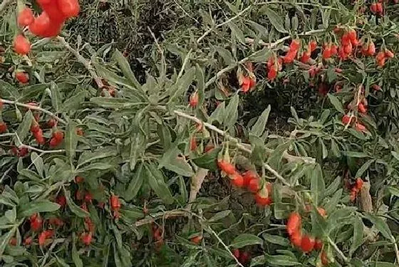 植物百科|枸杞有籽吗 枸杞籽能吃吗