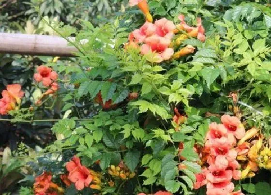 功效常识|凌霄花的功效与作用